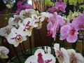 x_Szlovenia-orchideafarm (18)